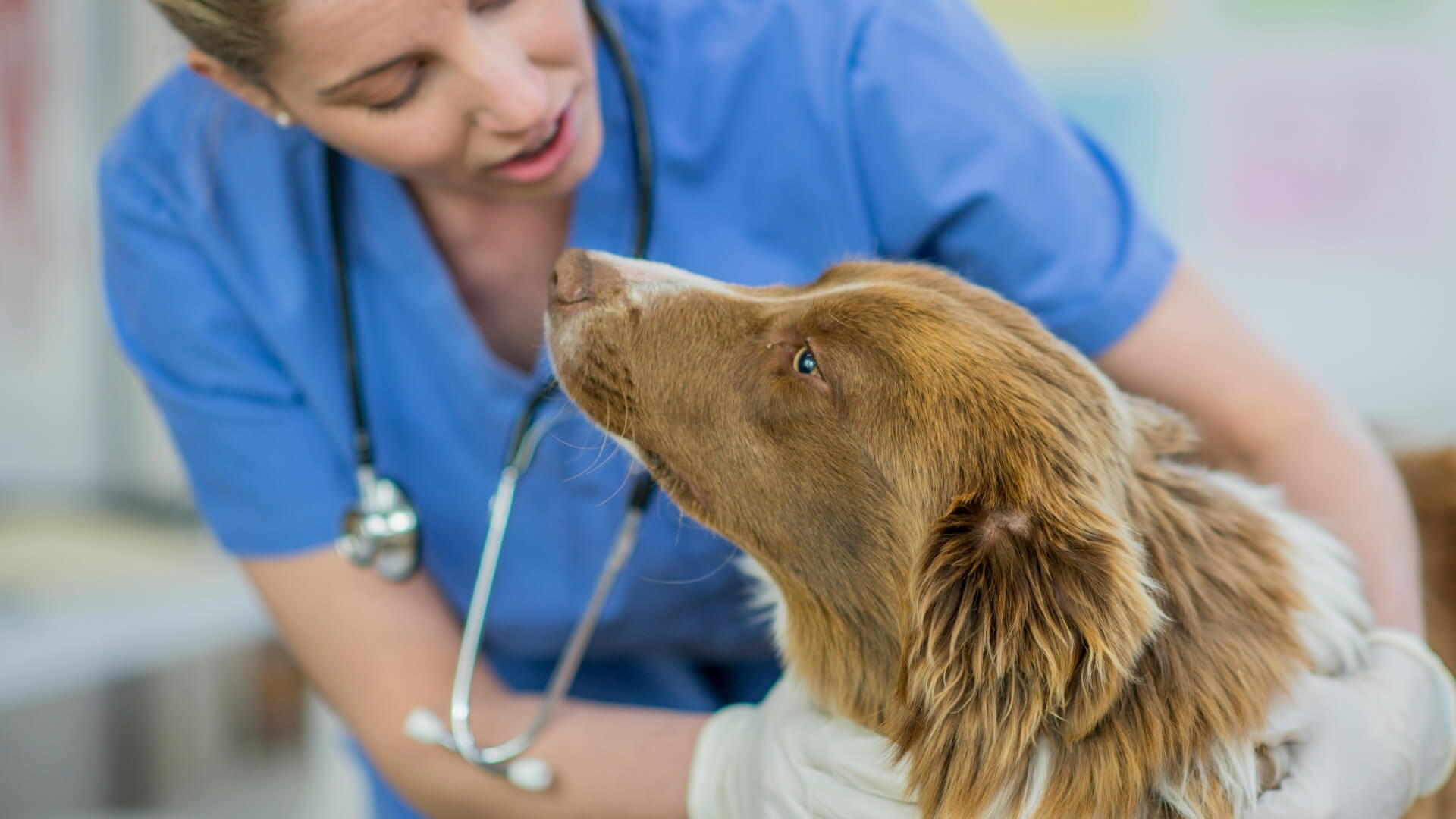 About Lake Hills Veterinary Clinic - Osage Beach, Mo 65065 Veterinarian