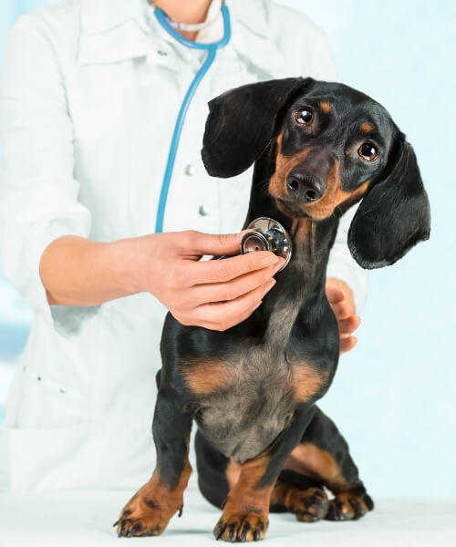 LHVC - Canine Medicine