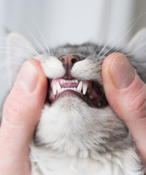 LHVC - Dentistry