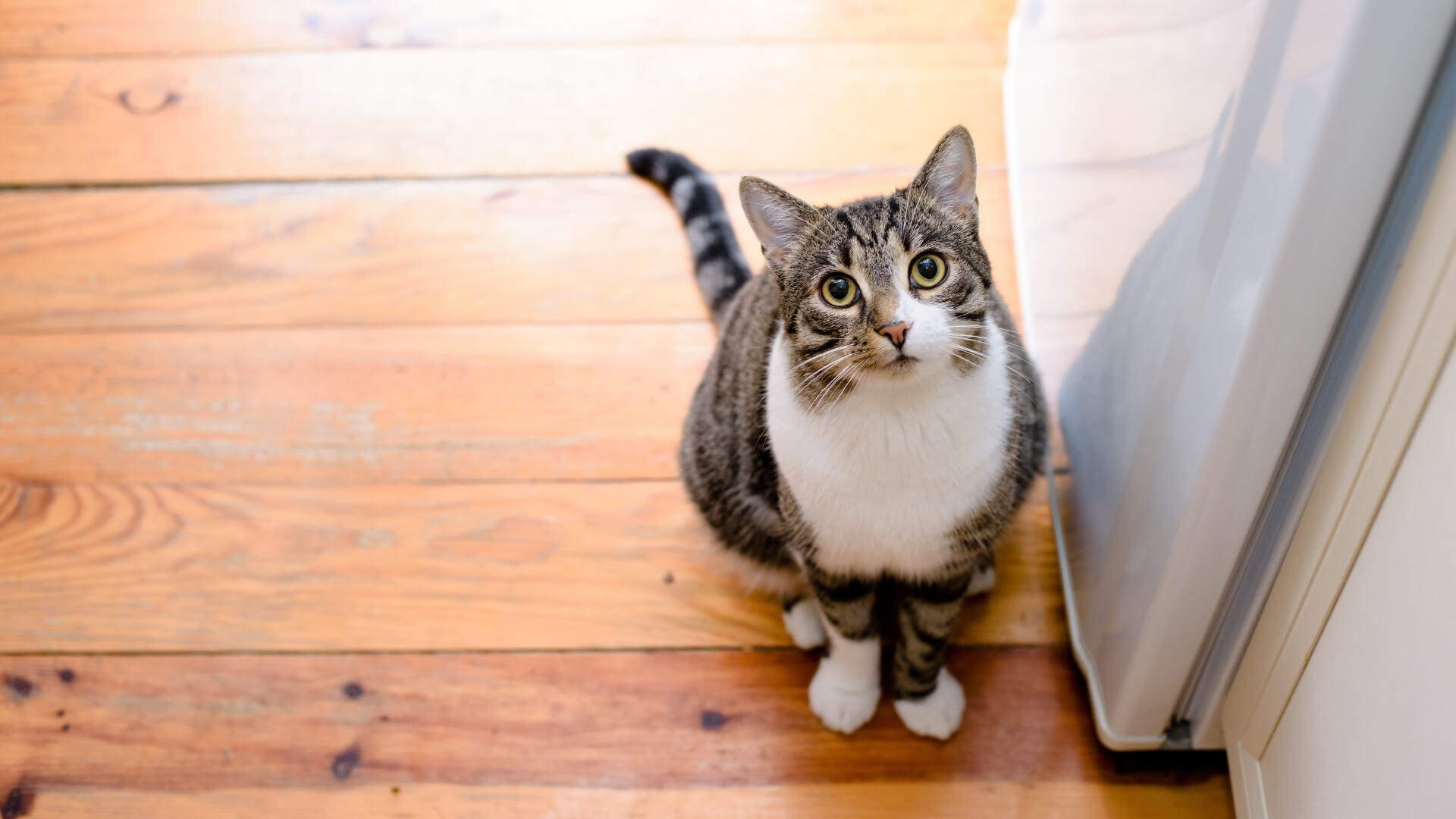 137 Wallpaper Kucing Gemuk Pics - MyWeb