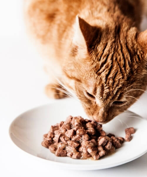 LHVC - Purina