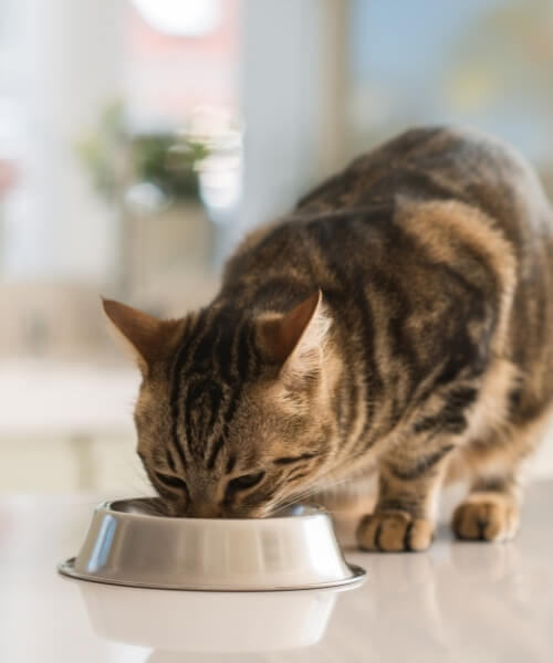LHVC - Weight Management