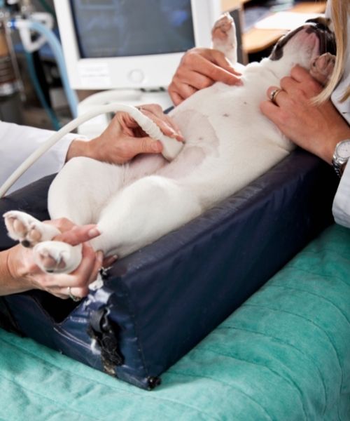 ultrasound