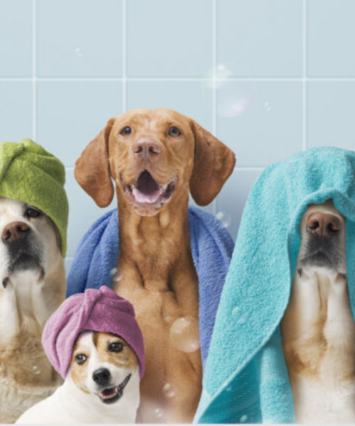 Dogs excited to be groomed